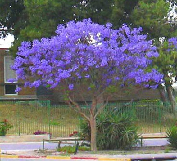 Jacaranda mimosifolia Brazilian Rose Wood Green Ebony