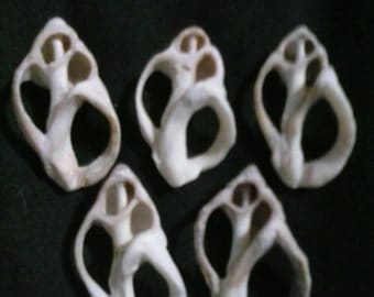 Five carved seashell beads or pendents