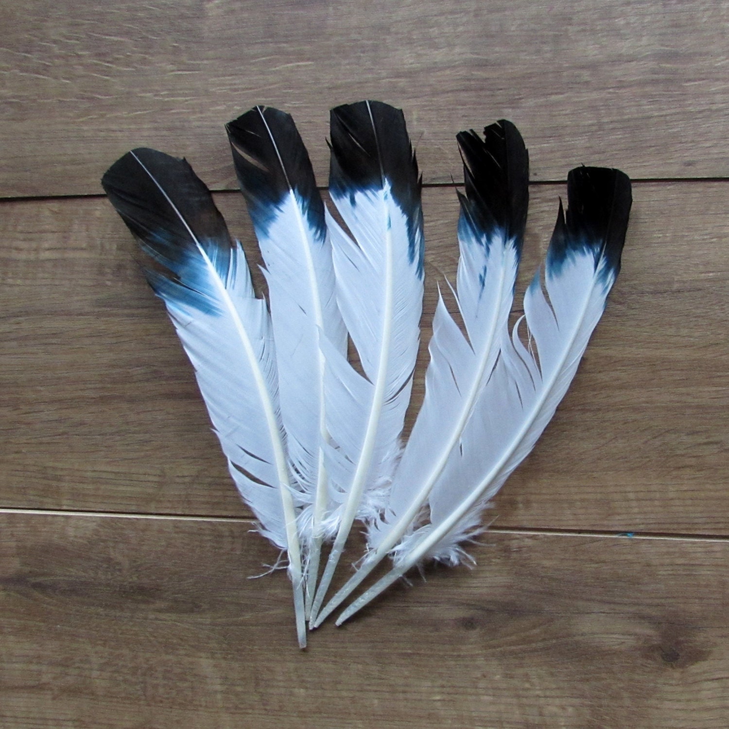 how to dye turkey feathers