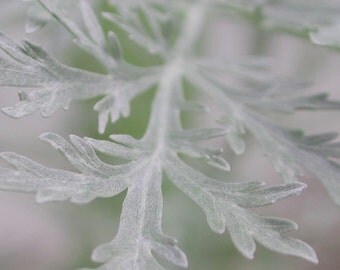 50 seeds Wormwood Artemisia absinthium, aluyne, holy Grass, Grass worms, bitter wormwood to increase psychic powers ...
