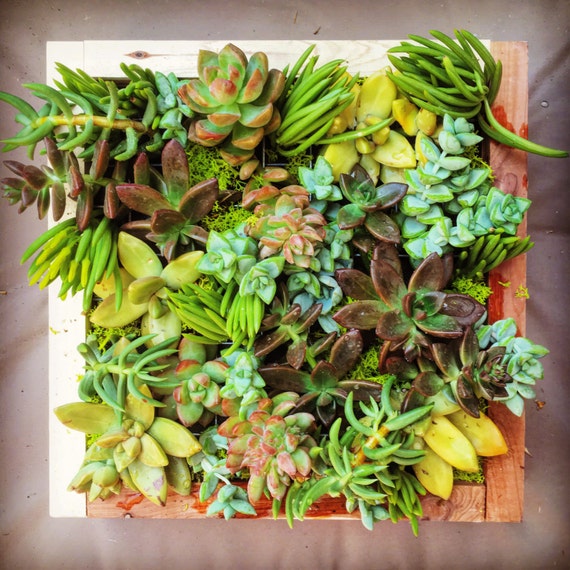 Vertical Succulent Garden