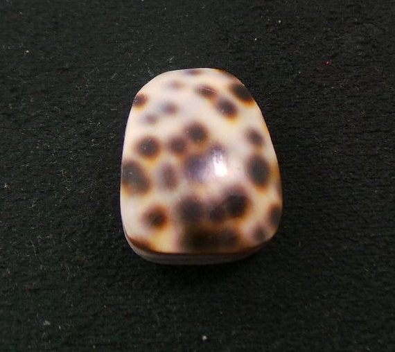 Tiger Shell Fancy Cabochon 17x24x8 MM Tiger shell by cabworld