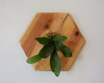 Staghorn Fern on Redwood - Small Hexagon