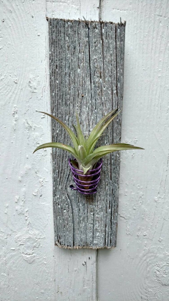 Rustic Wood Air Plant
