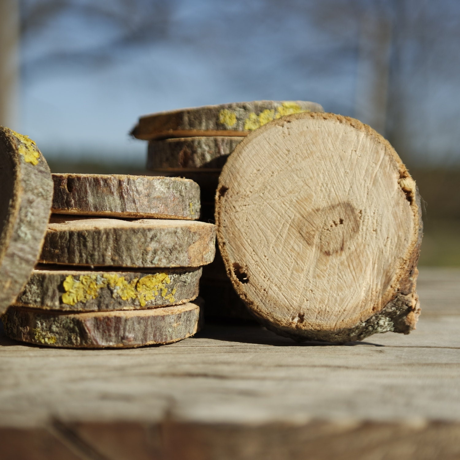 Raw wood slices apple wood slices wood craft supply set of