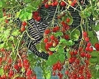 Tomato 'Tumbler' 20 Seeds - Best variety for hanging baskets