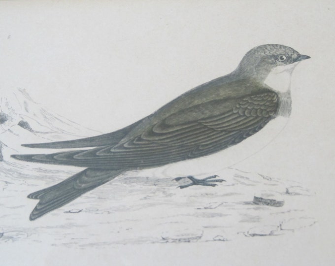 Antique lithograph bird print, framed ornithology image Sand Martin in blacks, blues, ivory off-white, Riparia riparia