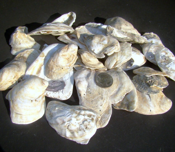 One pound / BULK of Craft quality Oyster shells