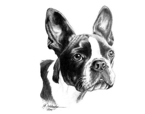 Items similar to The Boston Terrier Print on Etsy