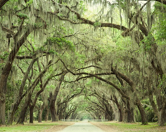 Live Oaks Photograph Oak Tree Print Fine Art Landscape