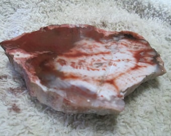 Petrified Wood With a Jasper Replacement End Cut Rusty Red and White 3-1/2 x 2-1/2 Inch x 3/8 to 1/2 Inch Thick