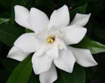 Frost Proof Gardenia ( cape jasmine ) - Live Plant - Trade Gallon Pot