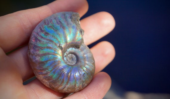 NATURAL IRIDESCENT AMMONITE by HighCanyonJewels on Etsy