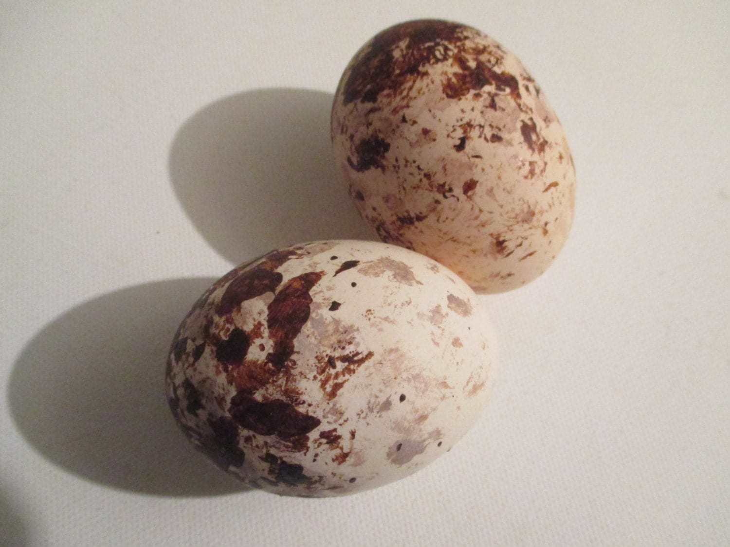 A hollow replica clutch of two osprey eggs.