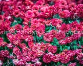 Fall Flowers Photo Instant Digital Download Fine Art Photography Macro Close-Up Pink Flower Photography Fall Nature Colour Photography Fall Flowers Photo Instant Digital Download Fine Art Photography Macro Close-Up Pink Flower Photography Fall Nature Colour Photography