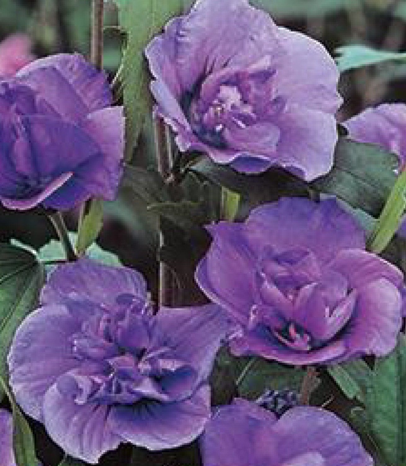 office post update claim Sharon foot of tall bushes Bush Rose 2 5 Purple Double,
