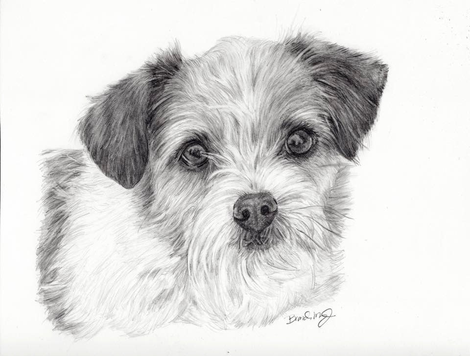 Custom Dog Portrait pencil drawing-graphite drawing-jack