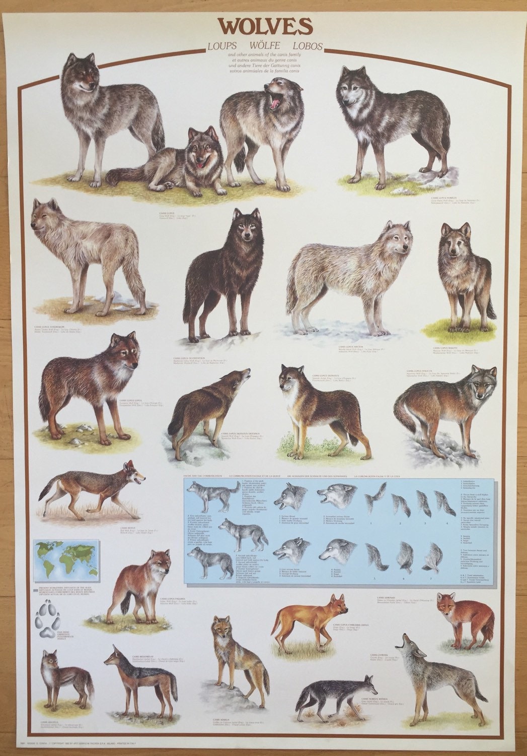 Hobby Poster Chart Wolf Wolves Of The World Poster 27 X 39