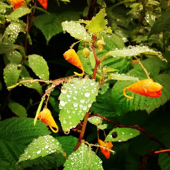 Poison Ivy Remedy Jewelweed Witch Hazel