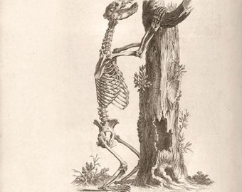 Bear Skeleton by William Cheselden 1733 reproduction engraving anatomical print