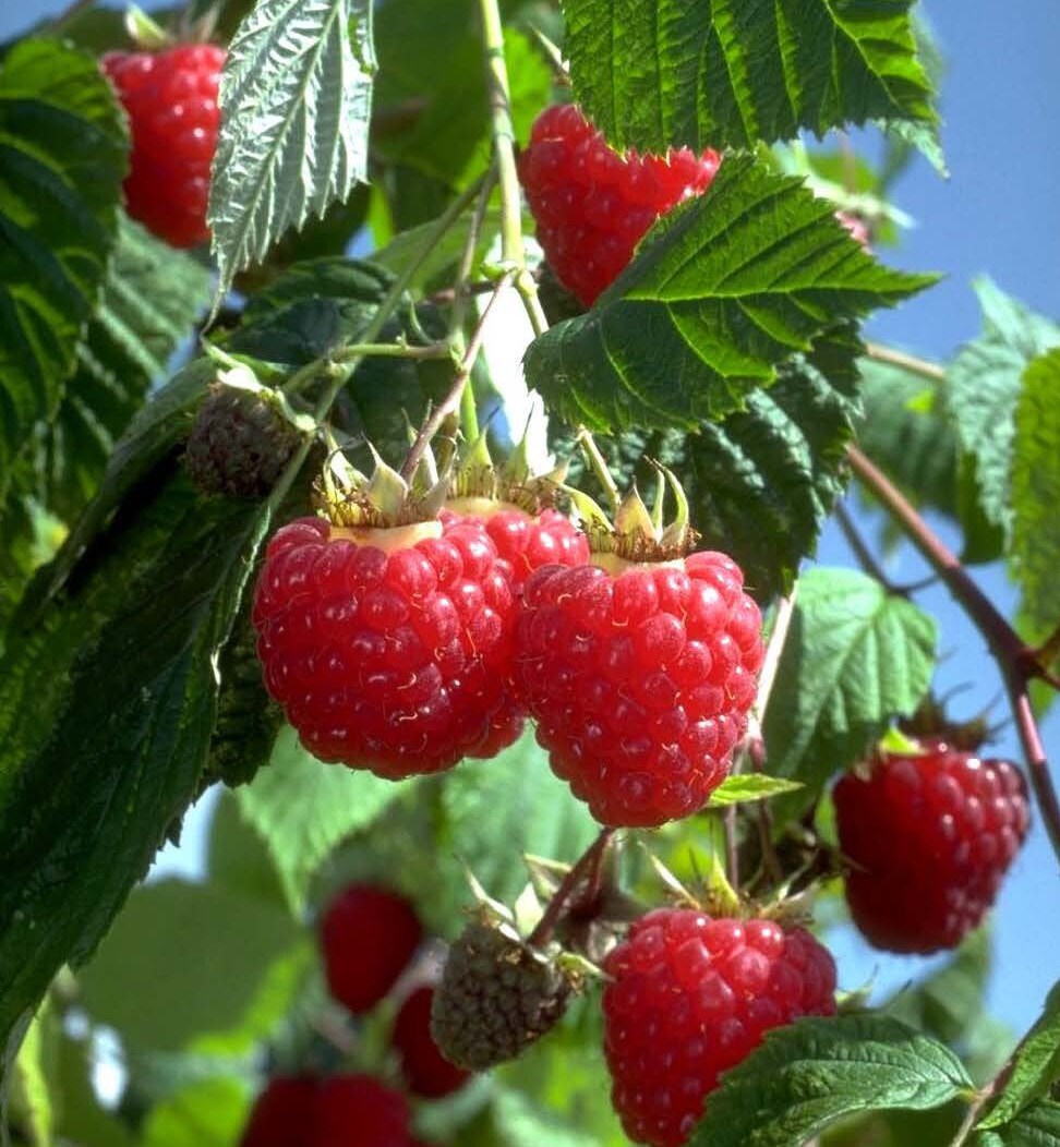 1 Heritage Red Raspberry Plant Everbearing Fall Shipping 1 Heritage Red Raspberry Plant Everbearing Fall Shipping