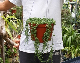 String of Pearls Succulent-Senecio - approx. 5 inch Hanging pot