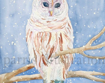Barred Owl No.1, Archival Print, you choose size