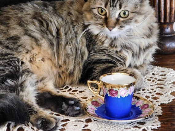 Vintage KPM Germany Demitasse Cobalt Blue with Rose Boarder Gold Gilt Tea Chocolate Cup Saucer Set 1950s 50s Mid Century Cottage Chic