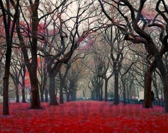 Central Park, New York Print, Red, Black, Gray, Nature Photography, Large Wall Art, Fall, Spooky Trees