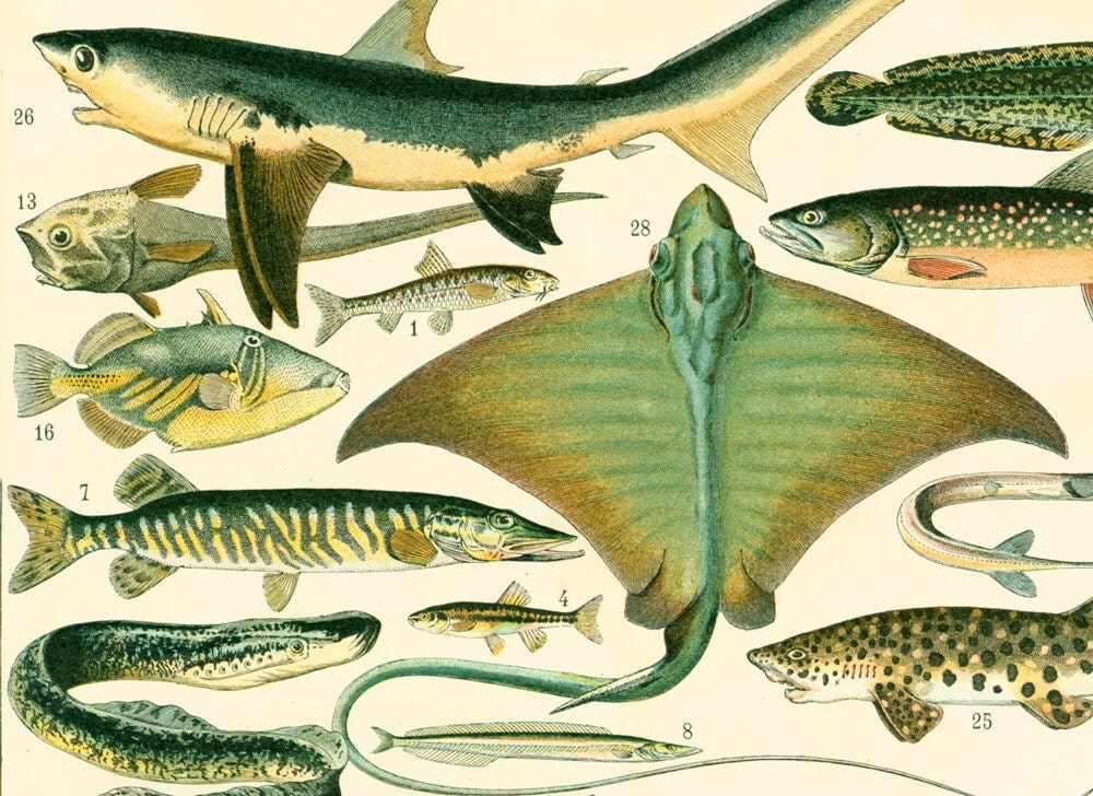 1897 Fishes Antique Print XL print Chart fish by sofrenchvintage