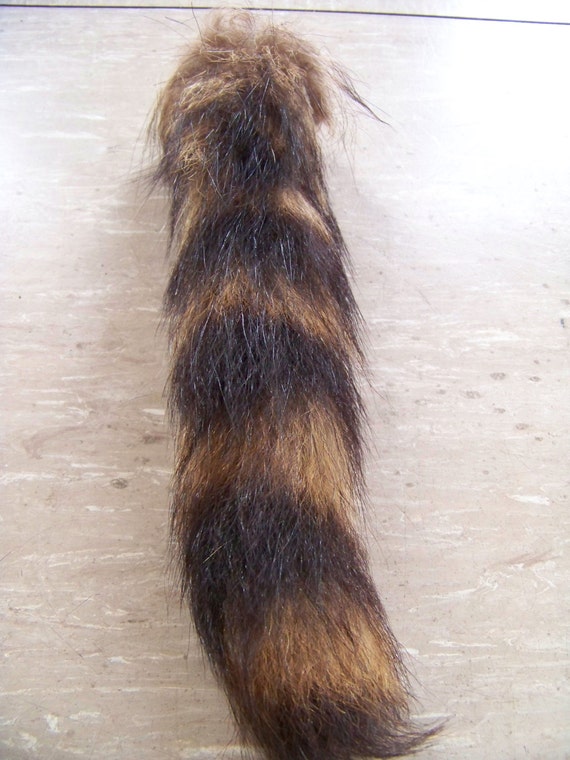 racoon tail hair