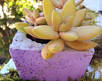 Modern concrete planters/ Industrial planters/ Minimalist decor/ Modern decor/ Set of 3/ choose color