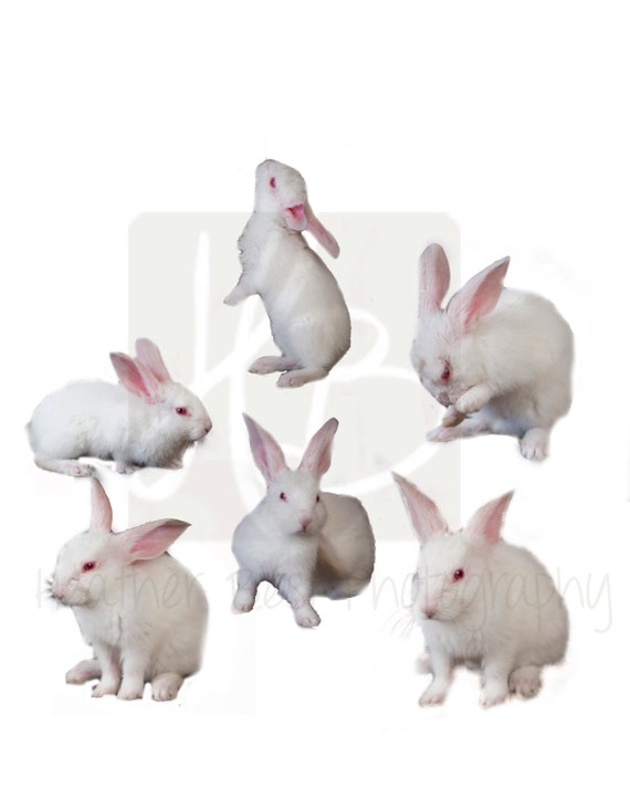 white rabbit photoshop free download