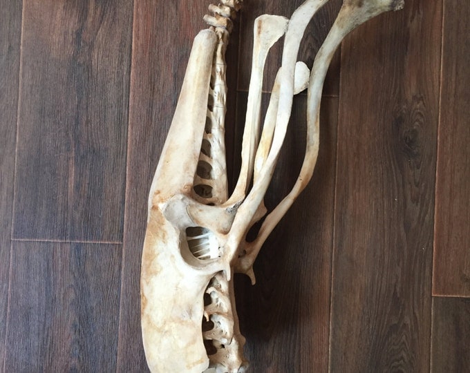 Real adult ostrich hipbone