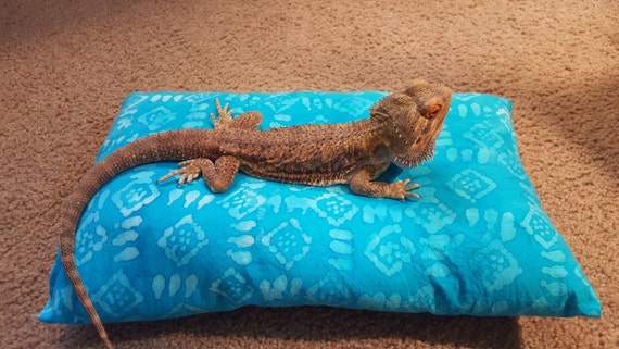 bearded dragon pillow