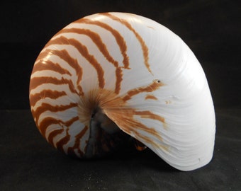 Chambered nautilus | Etsy