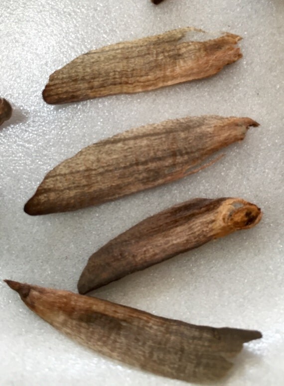 Pine Tree Seeds Natural Pine Seeds Craft Seeds Craft