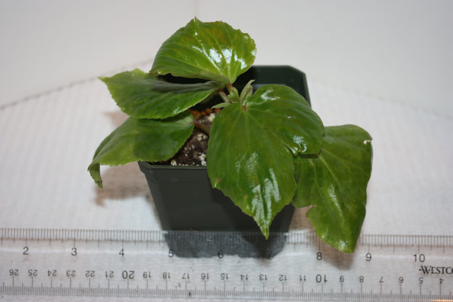 Chandeliers & Pendant Lights