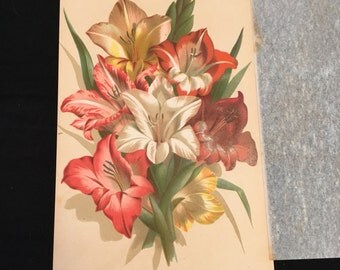 1881 Botanical Print - Gladioli, Original 6x9 Print, High-Quality Antique Color Lithograph