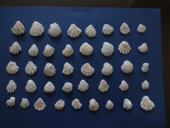 White Kitten paw seashells tiger paw seashells by knicksandknakcs