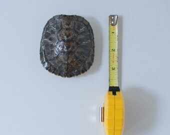 2.5-3" Natural Turtle Shells