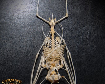 Real bat skeleton with case and base Christmas Gift