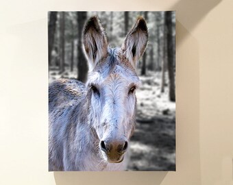 Morris, the Tender Burro
