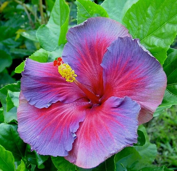 100 Seedspack Giant Hibiscus Night Fire Exotic By Seedsandcraft