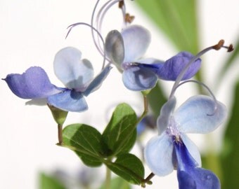 Clerodendrum Ugandense 'Blue Wings' ~ Live Starter Plant
