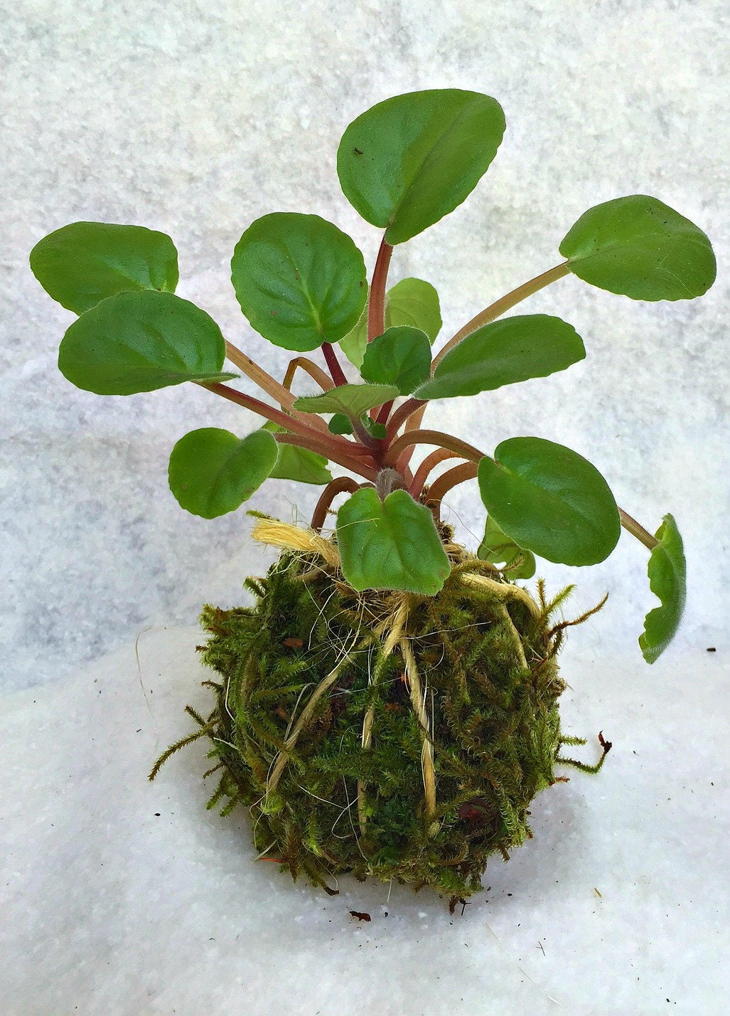 Kokedama Japanese Moss Ball African Violet by GardenInTheAir
