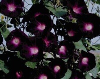 Morning Glory Kniolas Black 10 Seeds