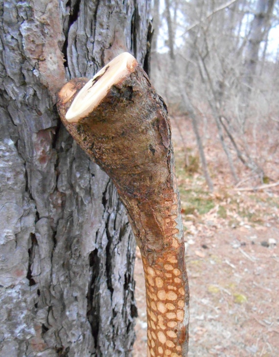 Unique Walking Stick natural finish tall OOAK by bearpawrustics