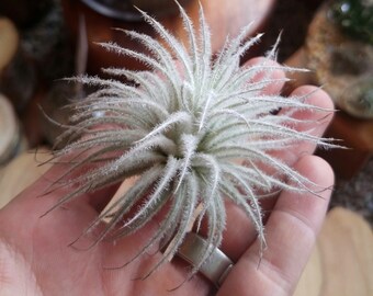 Air Plant - Tillandsia tectorum - 3-3.5 Inch Size - Excellent gift or Wedding Favor