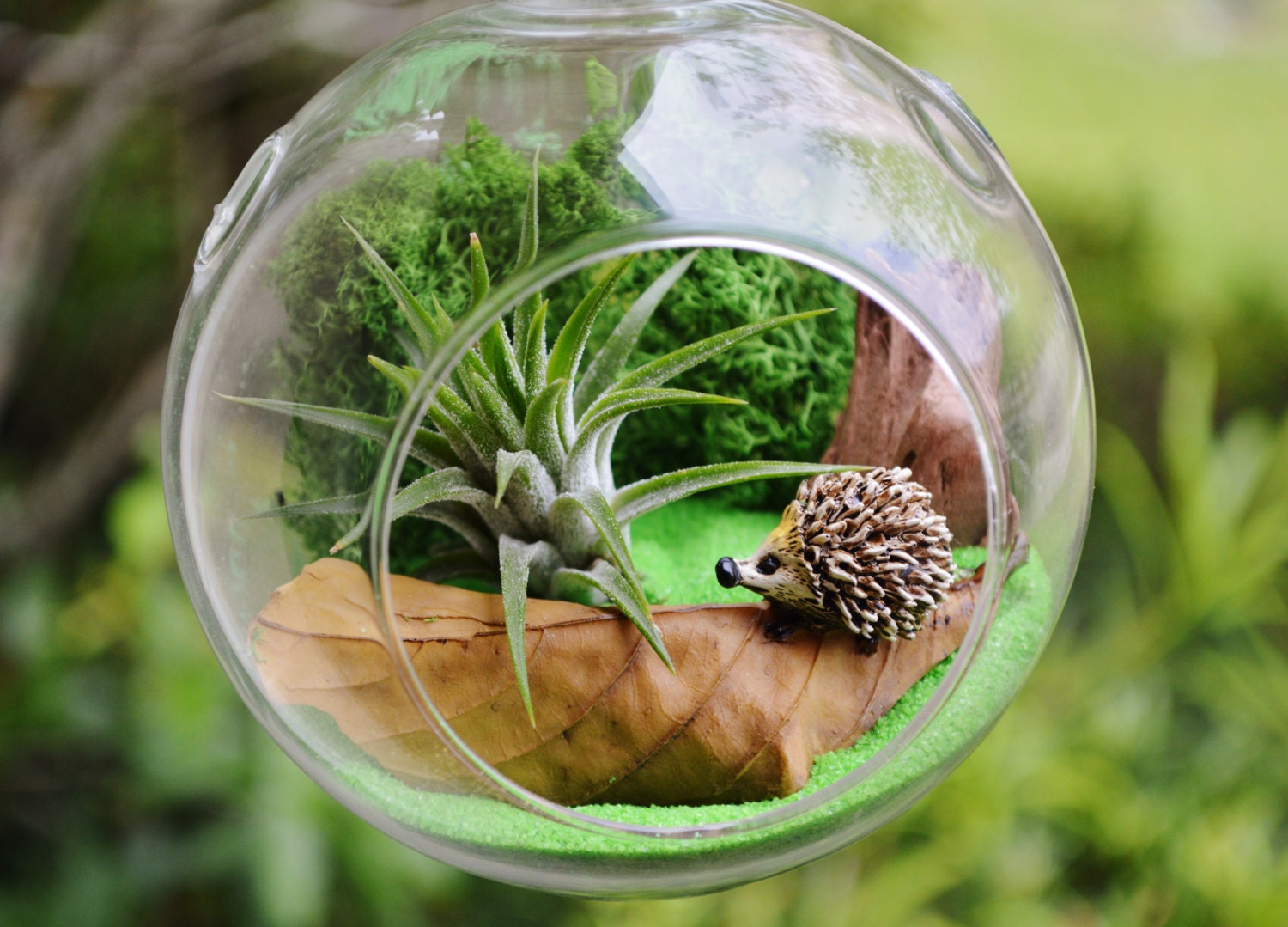 Hedgehog Terrarium Kit Small Glass Terrarium Tillandsia